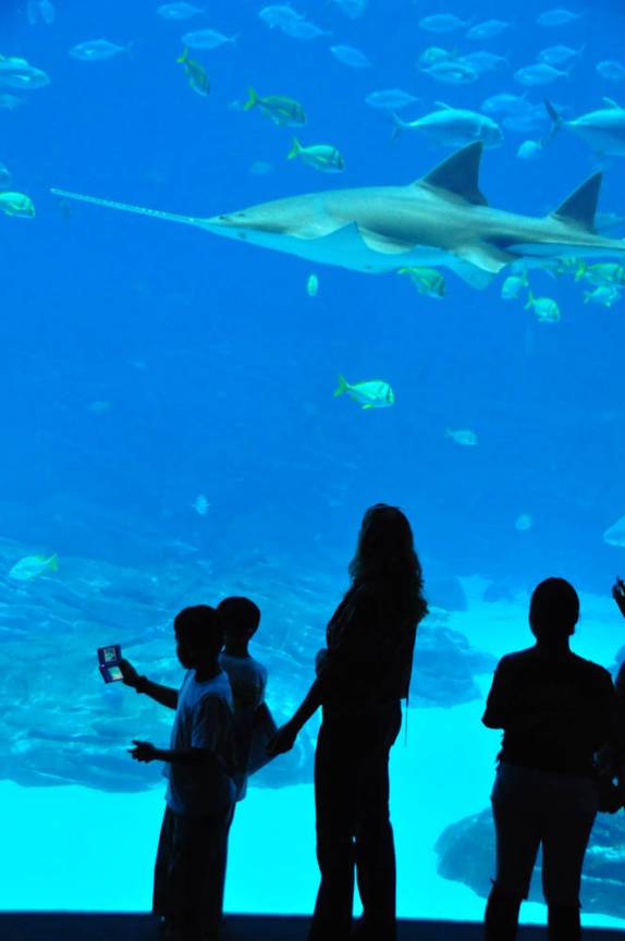 Observando tubarões no Aquário de Atlanta, na Georgia - EUA